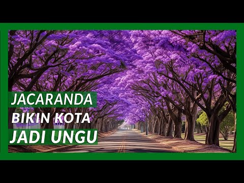 Video: Pemangkasan Pohon Jacaranda - Waktu Terbaik Untuk Memangkas Pohon Jacaranda