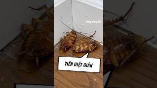 Cứ tưởng là hết gián nhưng mà không nha. Nên nhà mình dùng viên diệt gián này mới không thấy gián