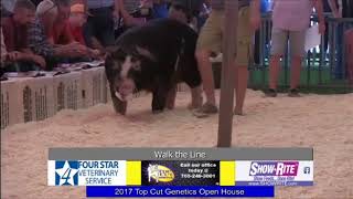 Top Cut Genetics | Walk The Line Spot Boar