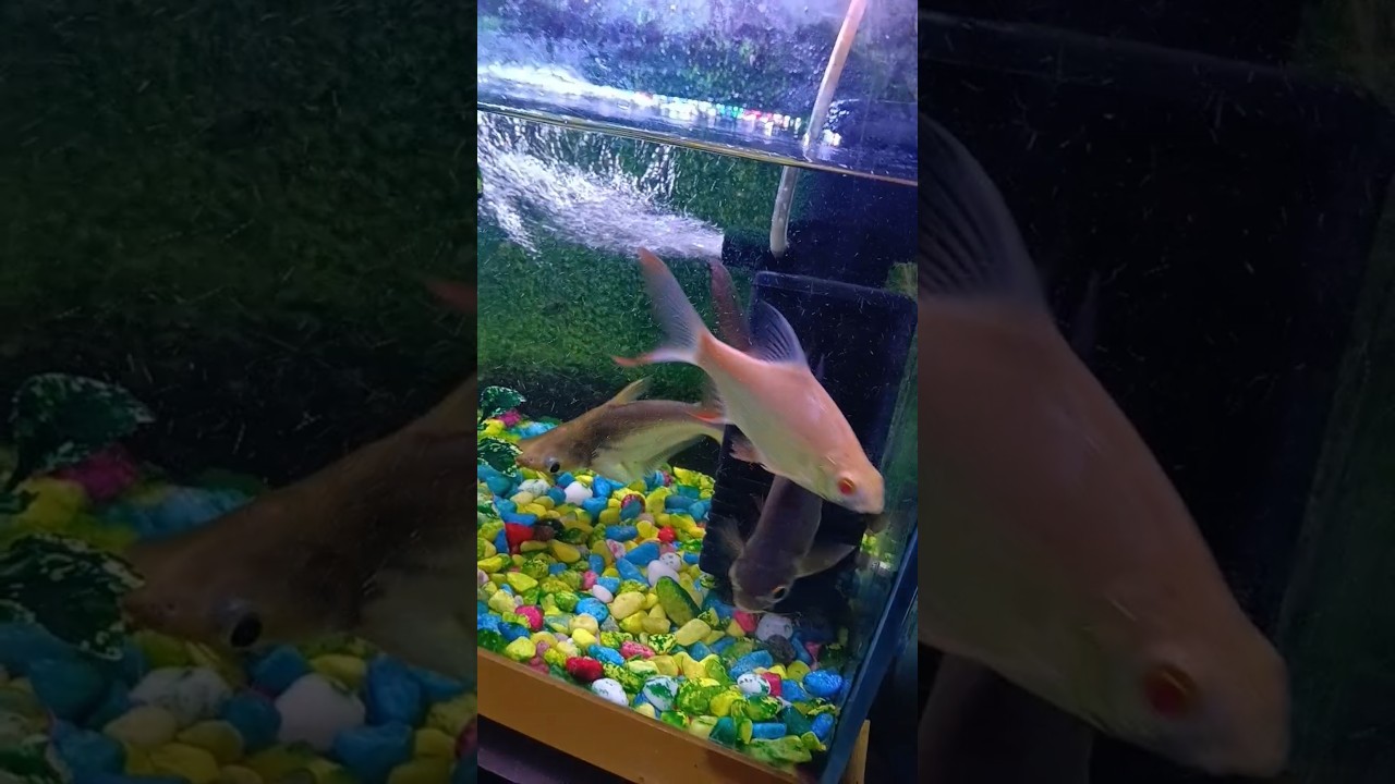 fish #dance #comedy #funny 🐠🐠🐠😘🥰😍🙏🙏