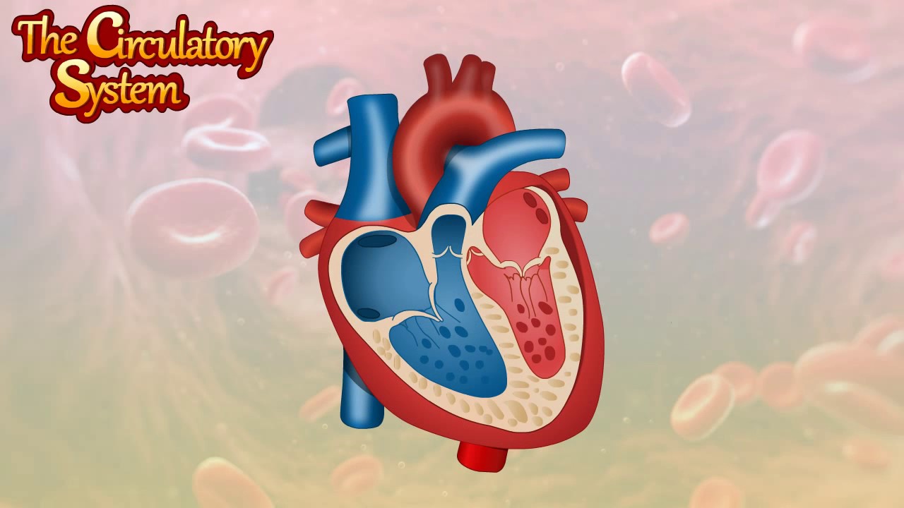 Circulatory system | vascular system | cardiovascular system | how does