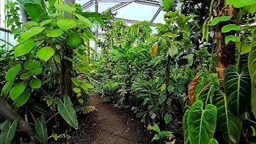 Amsterdam - Hortus Botanicus - 4K HDR - Relaxing Music