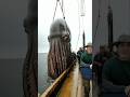 Giant Mariana Trench Octopus That Caused Shipwrecks