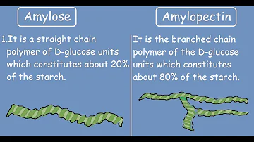 Warum Amylose im Gegensatz zu Amylopektin wasserlöslich ist?