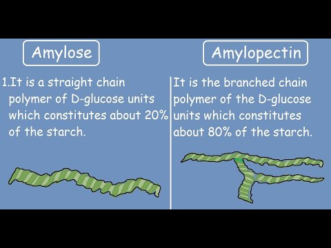 Vidéo: Différence Entre L'amylase Et L'amylose