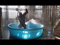 Breakdancing Gorilla Enjoys Pool Behind the Scenes - You spin me round edition