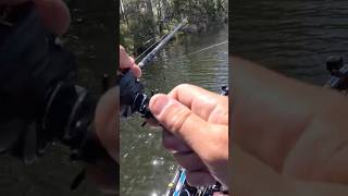 Redfish, Bass and Speckled Trout!
