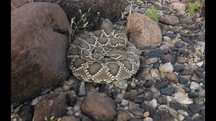The most beautiful Mojave Rattlesnake i have ever seen…then my camera dies!