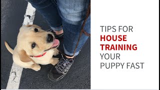 Tips for house training your service dog puppy fast.