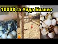 1000$ га Уйда кушимча бизнес