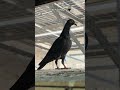 #whowantstobeamillionaire #bird #pigeon #birds #kabootarba #birdspecies #pigeonlaver #kabootarlof