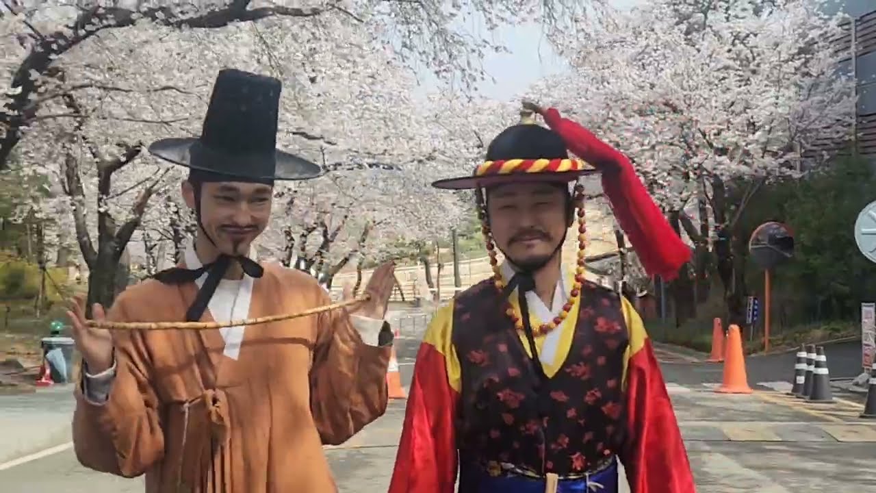 경 마 장 벛꽂 축제