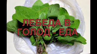 Лобода или лебеда? Трава для салата, а в голод - еда.