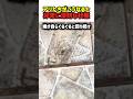 【悲報】仲間の後ろを歩いただけなのに。蟻の「デス・マーチ」が招く絶望のループ　#蟻 #アントミル #死の行進 #軍隊蟻 #生物の不思議 #残酷な真実 #shorts #雑学