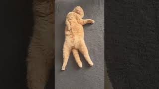 @Vegasscotishfold #cat #tiktok #funny #catlover #cute #pets #animals #top #shorts #memes #love #