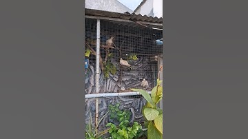 Aviary Burung Perkutut & Burung Puter #shorts #fyp #trending #aviary #burung #perkutut #burungputer