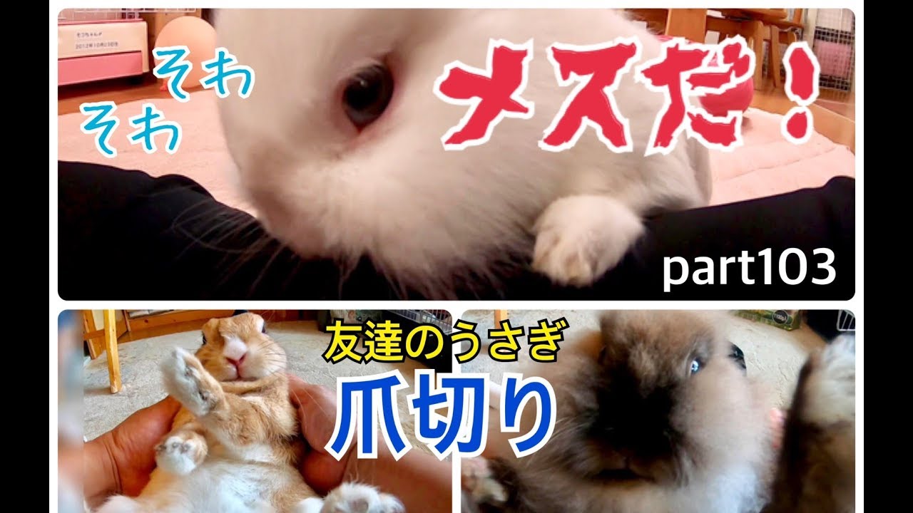 家のオスうさぎに付きまとわれた理由 Youtube