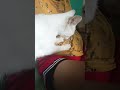 FREE MASSAGE FROM MING MING 🐱
