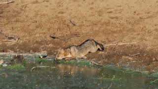 Lobinho-do-pantanal matando a de sede água na seca do pantanal.