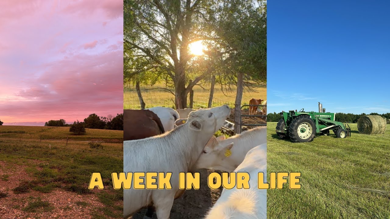 WEEKLY VLOG {6.10.24-6.17.24} 🤠 | checking cows, trips to iowa ...