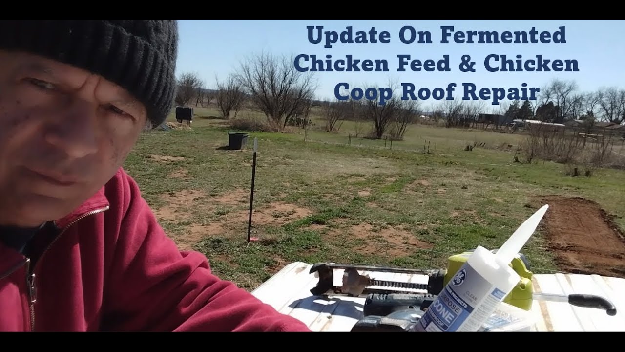 Update On Fermented Chicken Feed & Chicken Coop Roof Repair YouTube