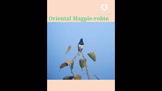Oriental Magpie-robin song and call #shorts #birds #birdwatching screenshot 3