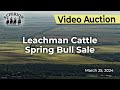 Leachman cattle spring bull sale