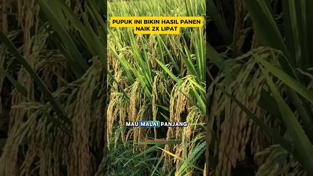 SEMPROT SAAT USIA PADI 45, 60, & 75 HST 