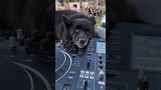 The dog is enjoying the music 🧡 #festival #deephouse