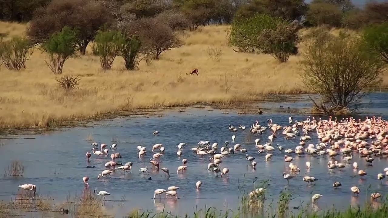 Ranger Insights | Kamfers Dam