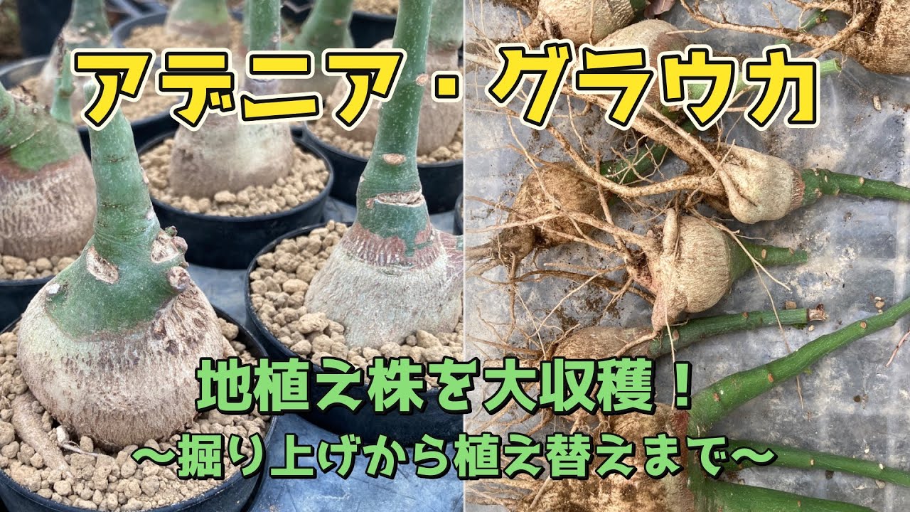 【塊根】地植えのアデニアグラウカを収穫！植物屋のポット上げ作業　#コーデックス #植え替え #adeniaglauca