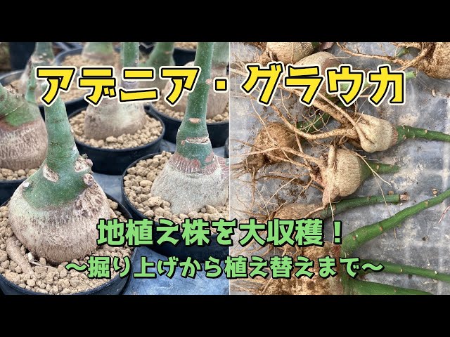 ▲巨大ダブルヘッド アデニア グラウカ ねこちゃん型 YouTube