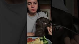Pets Are Kids With Fur! Mischief, Brushing & Begging! #shorts