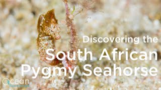 Discovering the South African Pygmy Seahorse