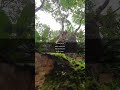 "The Majestic Oak: Nature’s Lesson in Patience and Interconnectedness"
