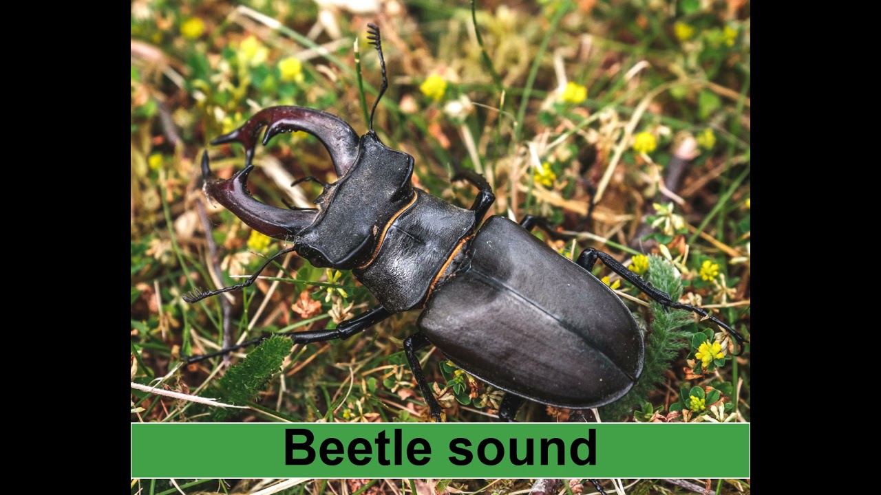 Beetle Sound