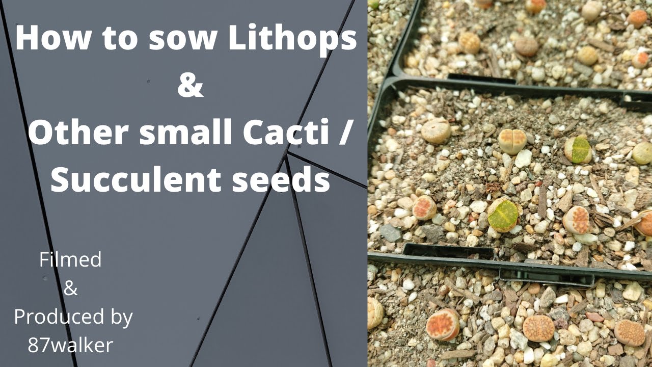 How To Sow Lithops and Other Small Cacti & Succulent Seeds
