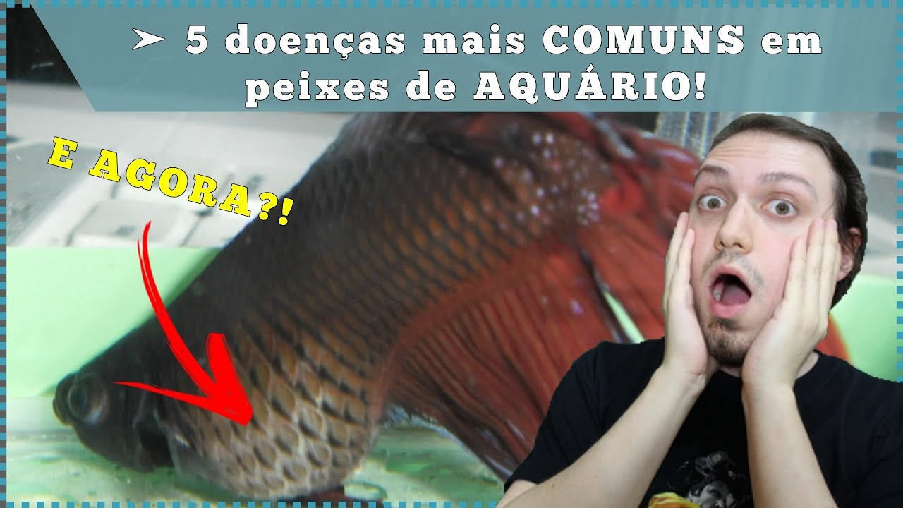 5 doenças mais COMUNS em peixes de AQUÁRIO!
