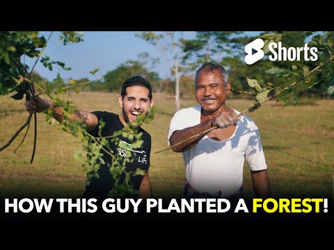 He Planted An Entire Forest By Himself