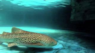 Meet the new zebra shark