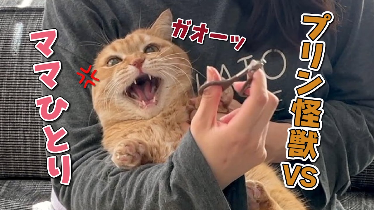 爪切りが大嫌いな猫にママひとりで挑んだら大変なことになりました…！