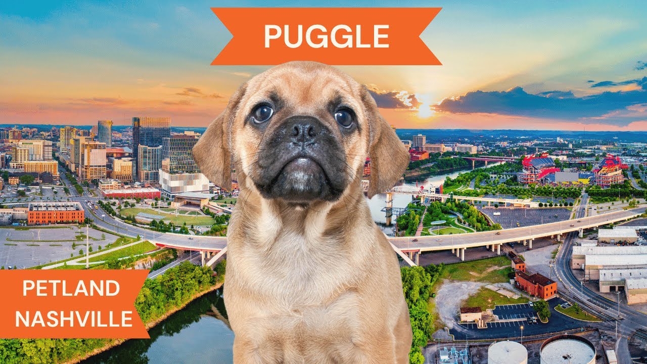Puggle Breed Highlights