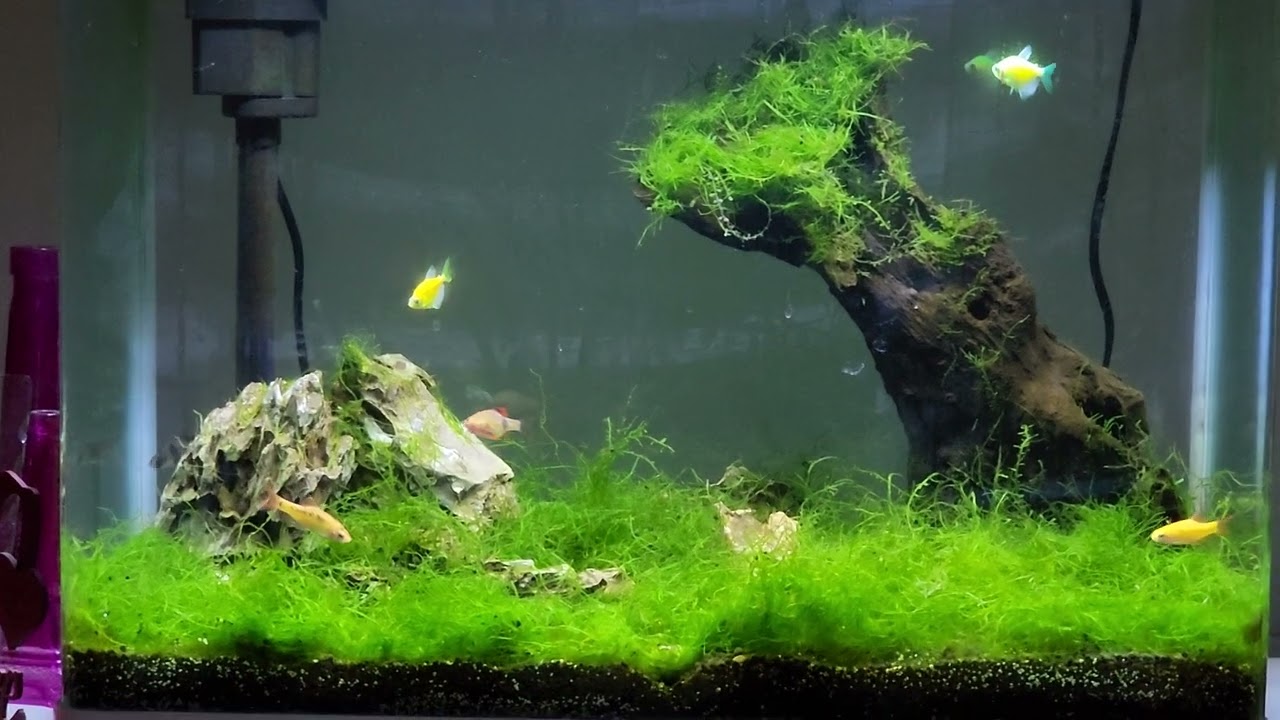 Musgo de Java como carpete, aquário lowtech atualização 8 meses depois