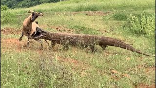 OMG 😱Real Komodo Dragons Chase Wild Goats to Survive