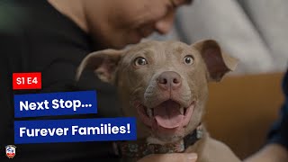 S1 E4 – Touchdown! | Animal Rescue Volunteers Deliver Dogs & Cats Home #VolunteerWork