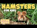 Hamster Learning Quiz