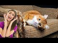 تعرف على 11 طريقة لمنع القطط من خدش الاثاث 