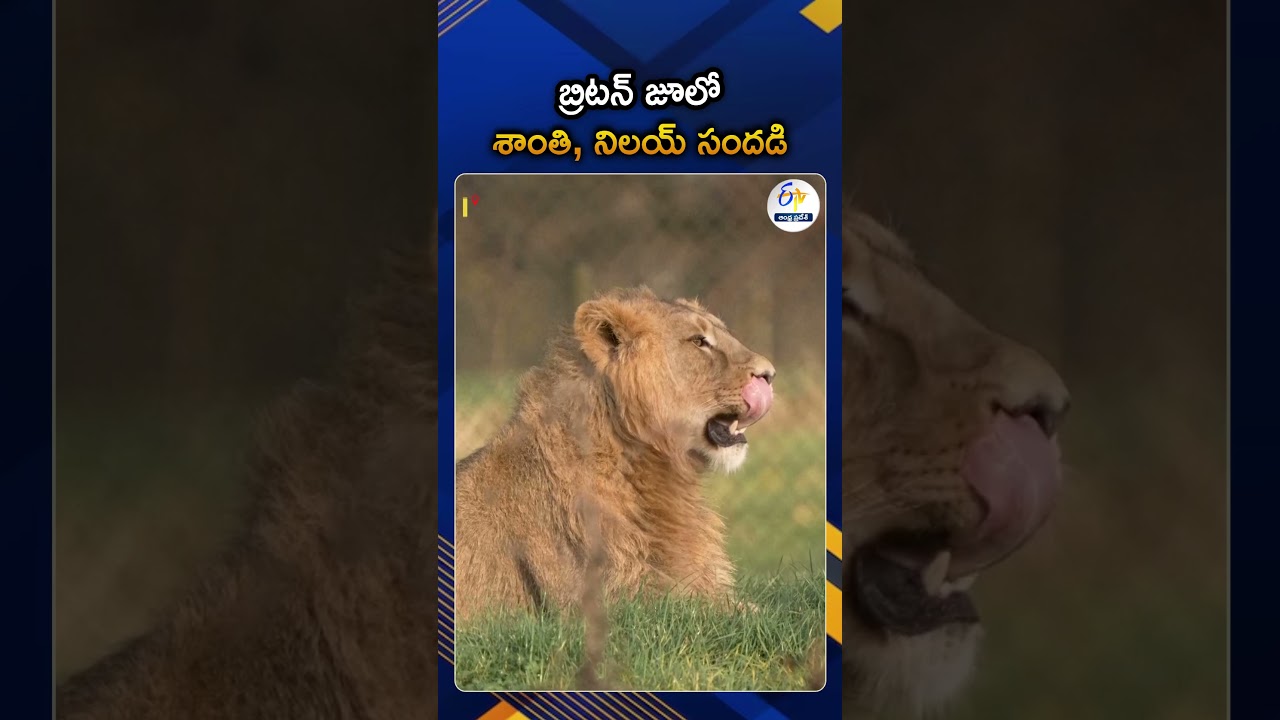 Watch The Video Of Asiatic Lions Playing In UK Zoo