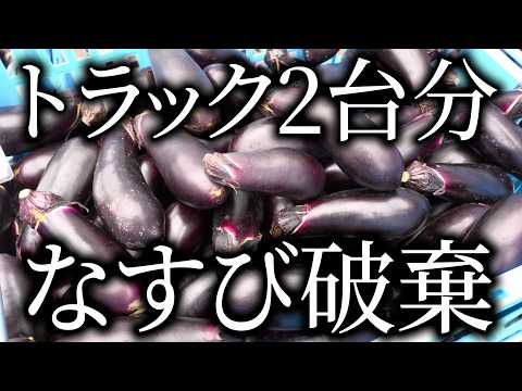 Severe] Extreme Heat Causes Havoc!! Piles of Unshippable Eggplants