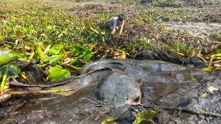 Hand Fishing Trap. Amazing Fishing Video. A Smart Boy Catches Big Fish By Removes Water Hyacinth